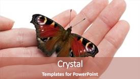  Presentation with moth - Audience pleasing PPT theme consisting of ios theme - european peacock moth inachis io backdrop and a  colored foreground