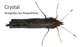  Presentation with moth - Presentation design consisting of ios theme - european peacock moth inachis io background and a  colored foreground