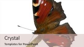  Presentation with moth - Audience pleasing slide deck consisting of ios theme - european peacock moth inachis io backdrop and a  colored foreground