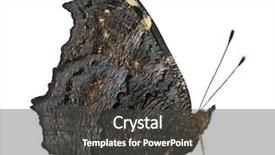  Presentation with moth - Slides having ios theme - european peacock moth inachis io background and a dark gray colored foreground