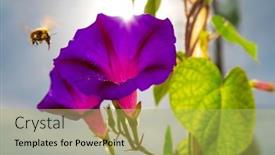  Presentation with purple - Presentation design featuring ipomoea-purpurea-purple-morning-glory background and a yellow colored foreground