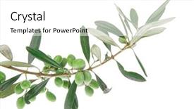  Presentation with branch - PPT layouts with iraqi culture - green fresh raw olives background and a white colored foreground
