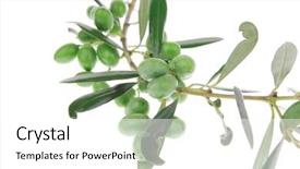  Presentation with white green - PPT layouts enhanced with iraqi culture - green fresh raw olives background and a white colored foreground