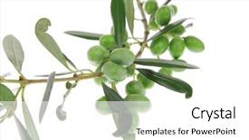  Presentation with culture - Presentation theme featuring iraqi culture - green fresh raw olives background and a  colored foreground