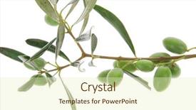  Presentation with shades of olive green - Slide deck enhanced with iraqi culture - green fresh raw olives background and a  colored foreground