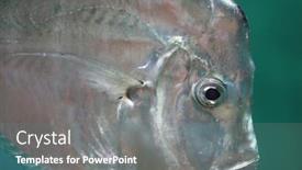  Presentation with silver - Audience pleasing presentation consisting of iridescent-silver-lookdown-fish-swimming backdrop and a gray colored foreground