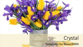  Presentation with blue tulip - Cool new slide deck with iris and yellow tulip flower backdrop and a  colored foreground