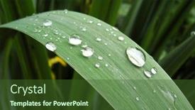  Presentation with iris - PPT theme consisting of iris-blade-with-water-droplets background and a tawny brown colored foreground