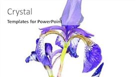  Presentation with iris - PPT theme featuring iris close up isolated on white background and a white colored foreground