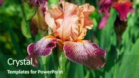  Presentation with iris flower - Colorful slide set enhanced with iris closeup orange with maroon backdrop and a forest green colored foreground