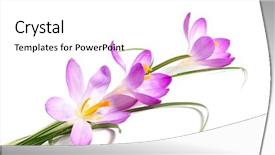  Presentation with iris flower - Audience pleasing PPT theme consisting of iris flower - blooming crocus on a white backdrop and a  colored foreground