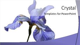  Presentation with iris flower - Amazing PPT theme having iris flower - blueflag isolated on white background backdrop and a  colored foreground