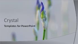  Presentation with iris flower - Colorful theme enhanced with iris flower buds close up shot backdrop and a light gray colored foreground