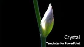  Presentation with iris flower - Audience pleasing presentation theme consisting of iris flower buds close up shot on black background backdrop and a black colored foreground