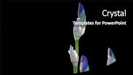  Presentation with iris flower - Cool new PPT layouts with iris flower buds close up backdrop and a black colored foreground