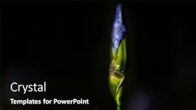  Presentation with iris flower - PPT theme consisting of iris-flower-buds-close-up background and a black colored foreground