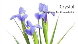  Presentation with iris flower - PPT layouts enhanced with iris flower isolated on white background background and a white colored foreground