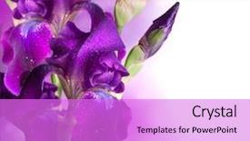  Presentation with border flower - Slide deck enhanced with range hdr abbey road baptist background and a light blue colored foreground