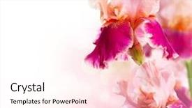  Presentation with flower border - Presentation design having iris flowers border design isolated background and a pink colored foreground