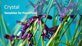 Presentation with iris - Slide deck enhanced with iris-flowers-in-the-pot background and a teal colored foreground