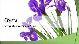  Presentation with iris - Slides enhanced with iris flowers isolated on white background and a white colored foreground