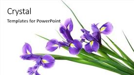  Presentation with iris - PPT theme enhanced with iris flowers isolated on white background and a white colored foreground