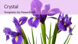  Presentation with iris flower - Amazing presentation theme having iris flowers isolated on white backdrop and a  colored foreground