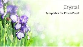  Presentation with nature purple - Presentation theme consisting of iris-flowers-on-sunny-beautiful background and a cream colored foreground