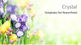  Presentation with purple spring - Audience pleasing PPT theme consisting of iris-flowers-on-sunny-beautiful backdrop and a cream colored foreground