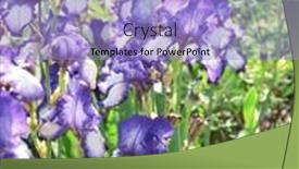  Presentation with nature purple - Audience pleasing presentation theme consisting of iris-flowers-on-sunny-beautiful backdrop and a light blue colored foreground