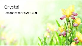  Presentation with purple spring - Slide deck enhanced with iris-flowers-on-sunny-beautiful background and a cream colored foreground