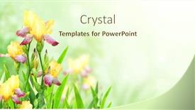 Presentation with purple spring - PPT theme featuring iris-flowers-on-sunny-beautiful background and a cream colored foreground