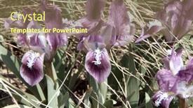  Presentation with iris - 