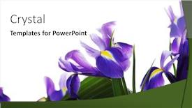  Presentation with iris - Cool new presentation with iris isolated on white background backdrop and a white colored foreground