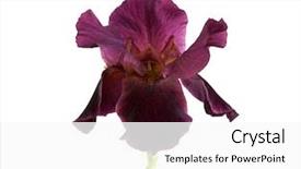  Presentation with iris flower - Slide set with top view of toasted rye bread with butter and lettuce on the white plate background and a dark gray colored foreground