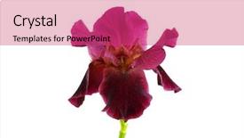  Presentation with iris - Beautiful PPT theme featuring iris on the white background backdrop and a coral colored foreground