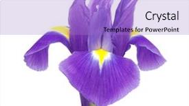  Presentation with iris flower - Colorful slide set enhanced with iris on the white backdrop and a light blue colored foreground