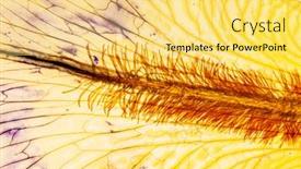  Presentation with iris - Beautiful slide set featuring iris-petal-on-the-white backdrop and a yellow colored foreground