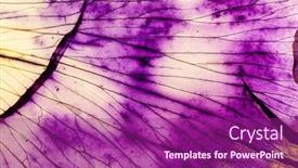  Presentation with iris - Presentation design enhanced with iris-petal-on-the-white background and a violet colored foreground