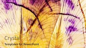  Presentation with iris - Slides having iris-petal-on-the-white background and a yellow colored foreground