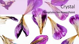  Presentation with iris - Cool new theme with iris petals closeup backdrop and a lilac colored foreground