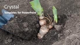  Presentation with rhizomes - Slide deck consisting of iris-rhizomes-for-plant-transplantation background and a gray colored foreground