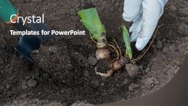  Presentation with rhizomes - Slide set enhanced with iris-rhizomes-for-plant-transplantation background and a dark gray colored foreground