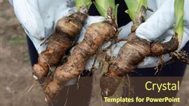  Presentation with rhizomes - PPT layouts with iris-rhizomes-for-plant-transplantation background and a tawny brown colored foreground