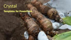  Presentation with rhizomes - Slide deck featuring iris-rhizomes-for-plant-transplantation background and a tawny brown colored foreground