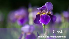  Presentation with iris - Slides having iris-sanguinea-or-asian-iris background and a violet colored foreground