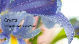  Presentation with iris - Slides consisting of iris background and a teal colored foreground