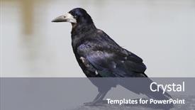  Presentation with crow - Cool new theme with irish crow portrait backdrop and a gray colored foreground