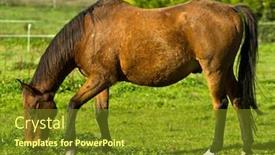  Presentation with irish - Audience pleasing slides consisting of irish-horse-on-the-meadow backdrop and a tawny brown colored foreground