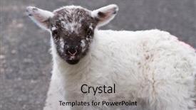  Presentation with irish rivers - Amazing PPT theme having irish lamb on the road backdrop and a light gray colored foreground